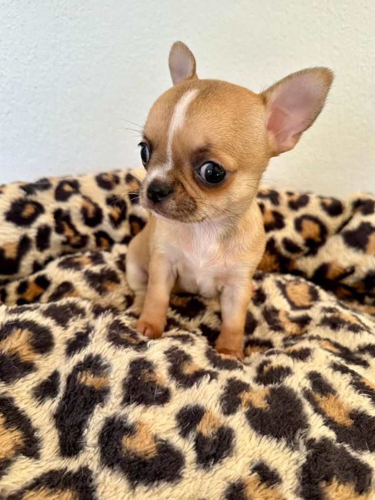 La Daronne De Nice - Chiot disponible  - Chihuahua