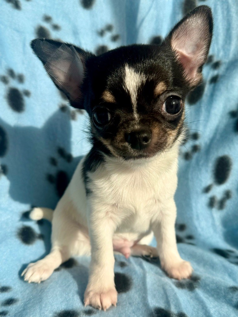 La Daronne De Nice - Chiot disponible  - Chihuahua