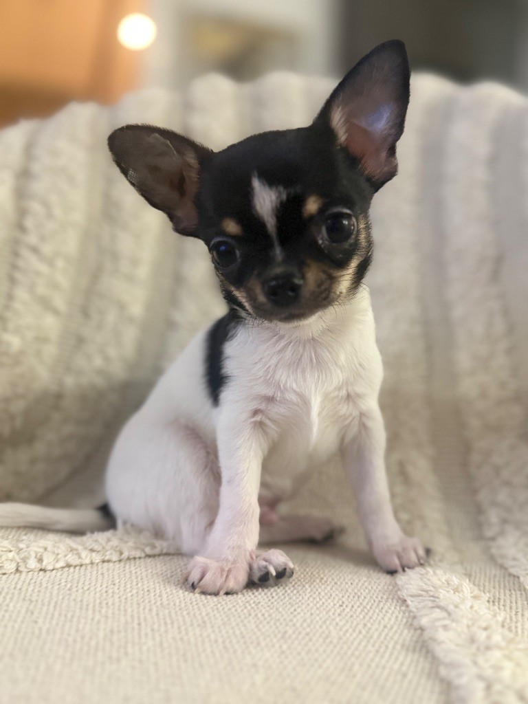 La Daronne De Nice - Chiot disponible  - Chihuahua