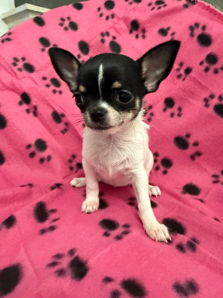 La Daronne De Nice - Chiot disponible  - Chihuahua