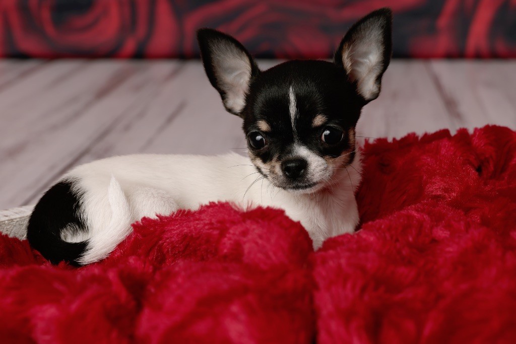 La Daronne De Nice - Chiot disponible  - Chihuahua