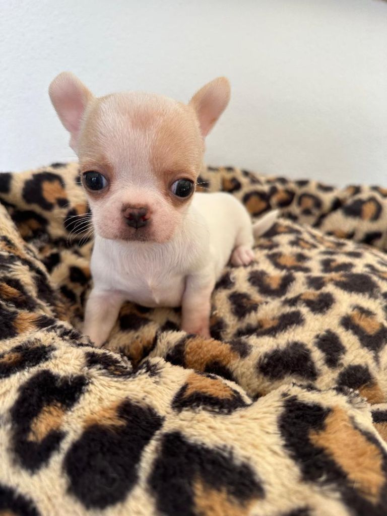 La Daronne De Nice - Chiot disponible  - Chihuahua