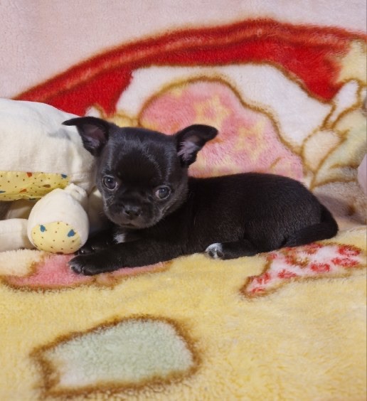 La Daronne De Nice - Chiot disponible  - Chihuahua