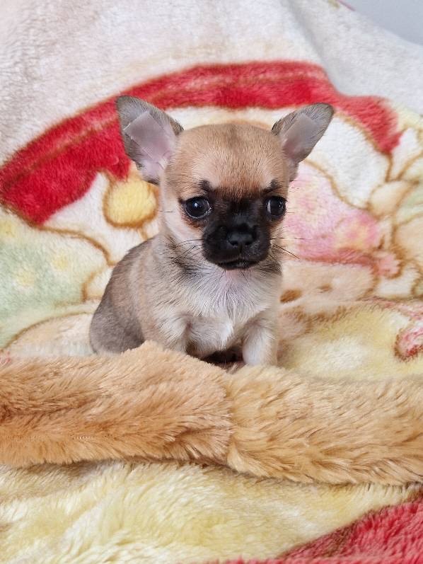 La Daronne De Nice - Chiot disponible  - Chihuahua