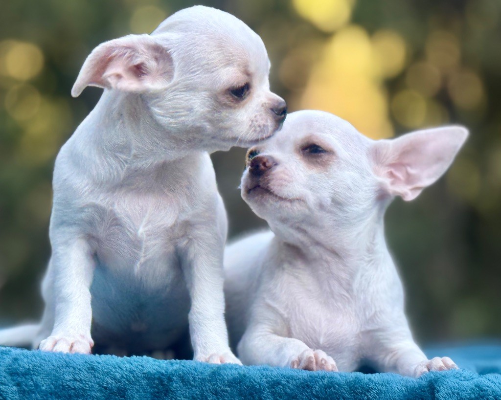 ACHILLE et ALPHA  2 frères , Votre plus beau cadeau ? 