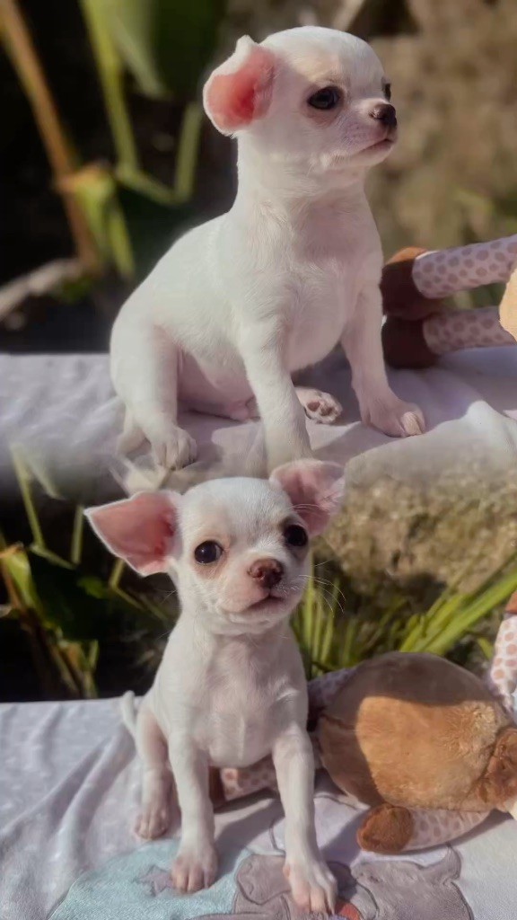 ACHILLE et ALPHA  2 frères , Votre plus beau cadeau ? 