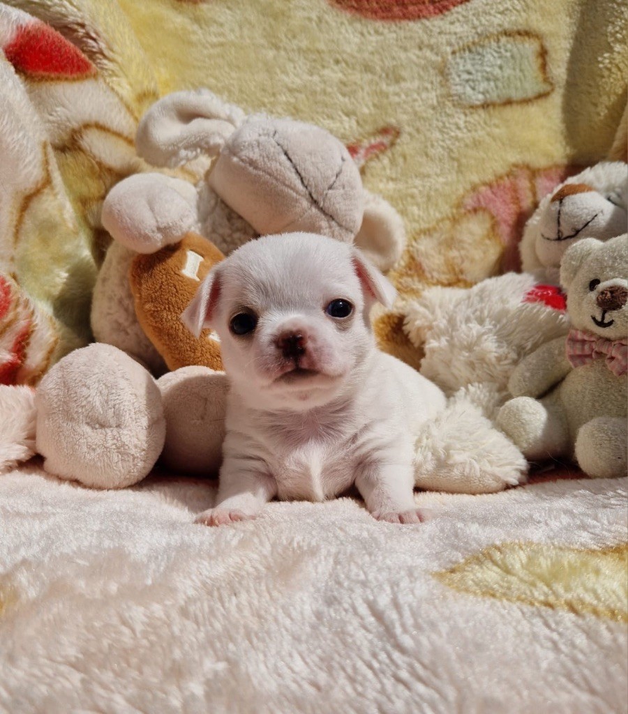 La Daronne De Nice - Chiots disponibles - Chihuahua