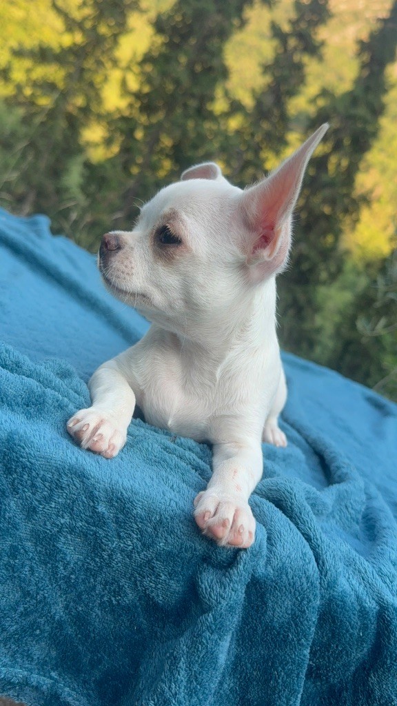 La Daronne De Nice - Chiots disponibles - Chihuahua