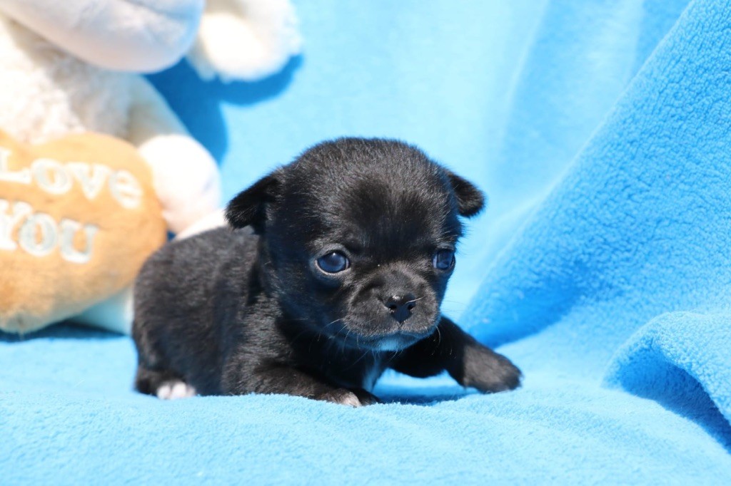 La Daronne De Nice - Chiots disponibles - Chihuahua