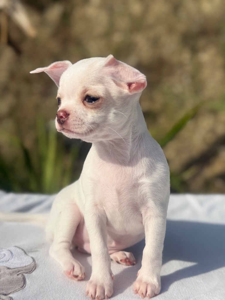 La Daronne De Nice - Chiots disponibles - Chihuahua