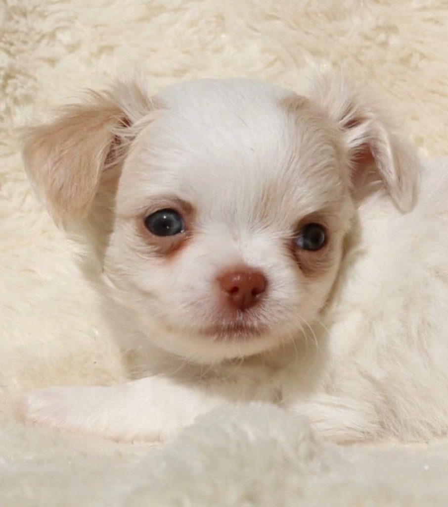 La Daronne De Nice - Chiots disponibles - Chihuahua