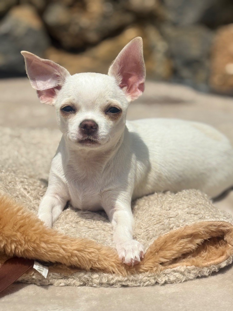 La Daronne De Nice - Chiots disponibles - Chihuahua