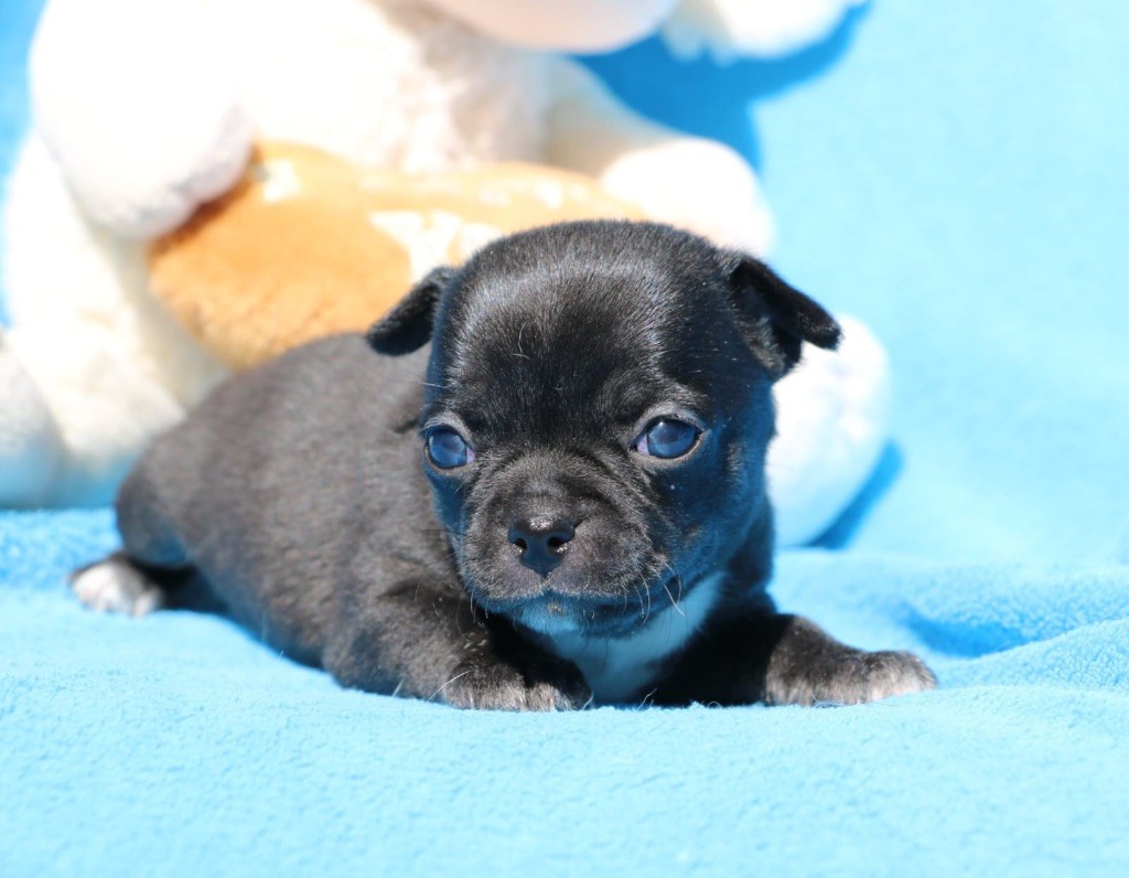 La Daronne De Nice - Chiots disponibles - Chihuahua
