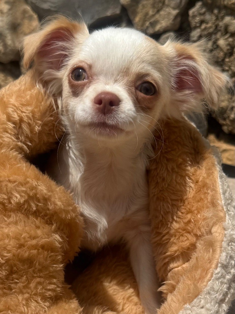 La Daronne De Nice - Chiots disponibles - Chihuahua