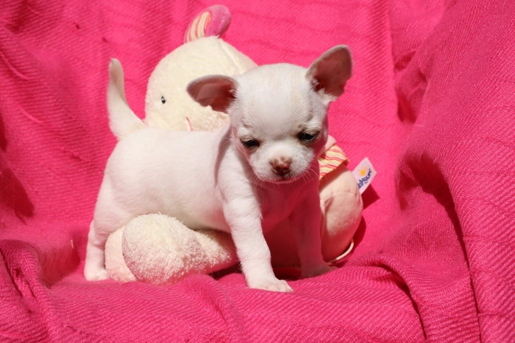 La Daronne De Nice - Chiots disponibles - Chihuahua