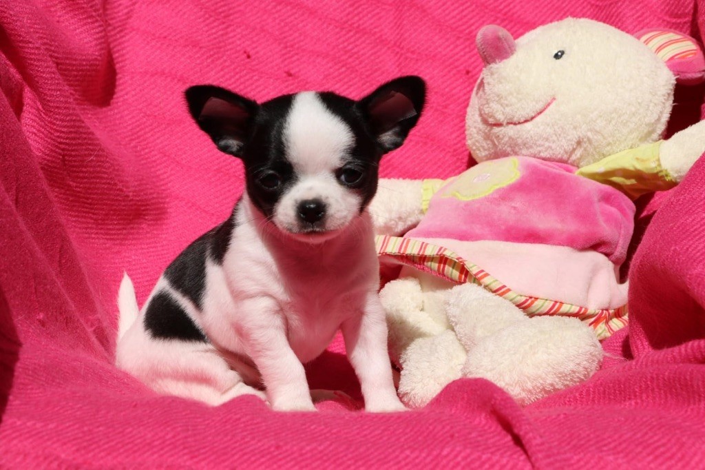 La Daronne De Nice - Chiots disponibles - Chihuahua
