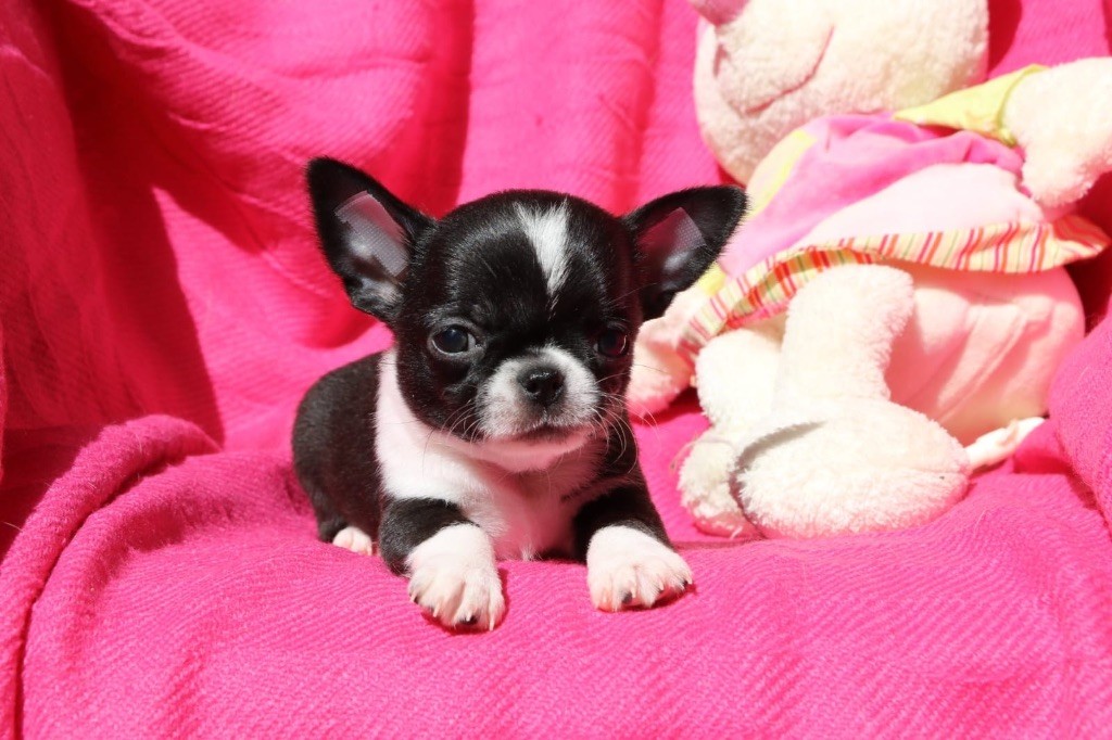 La Daronne De Nice - Chiots disponibles - Chihuahua