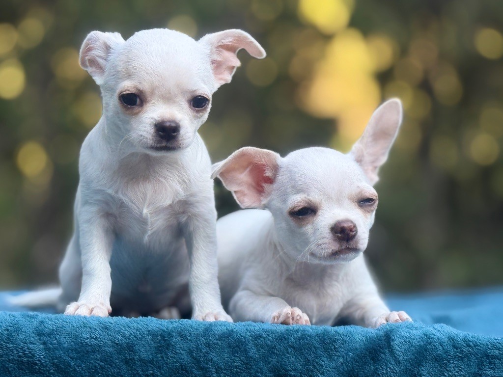 La Daronne De Nice - Chiots disponibles - Chihuahua