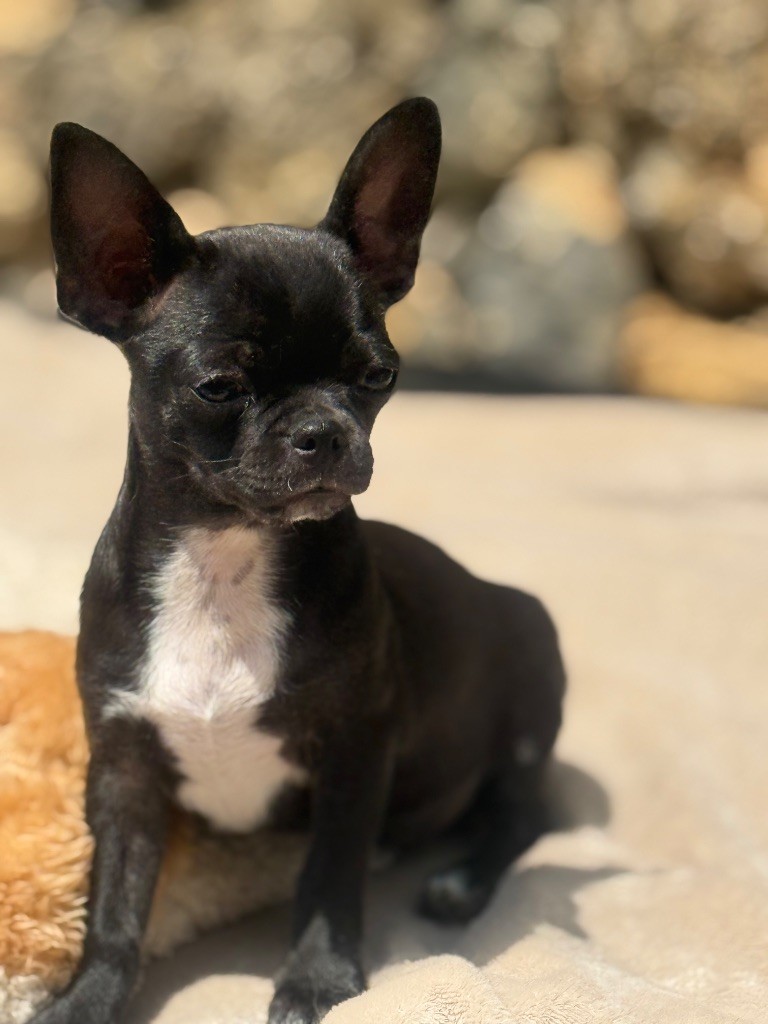 La Daronne De Nice - Chiots disponibles - Chihuahua