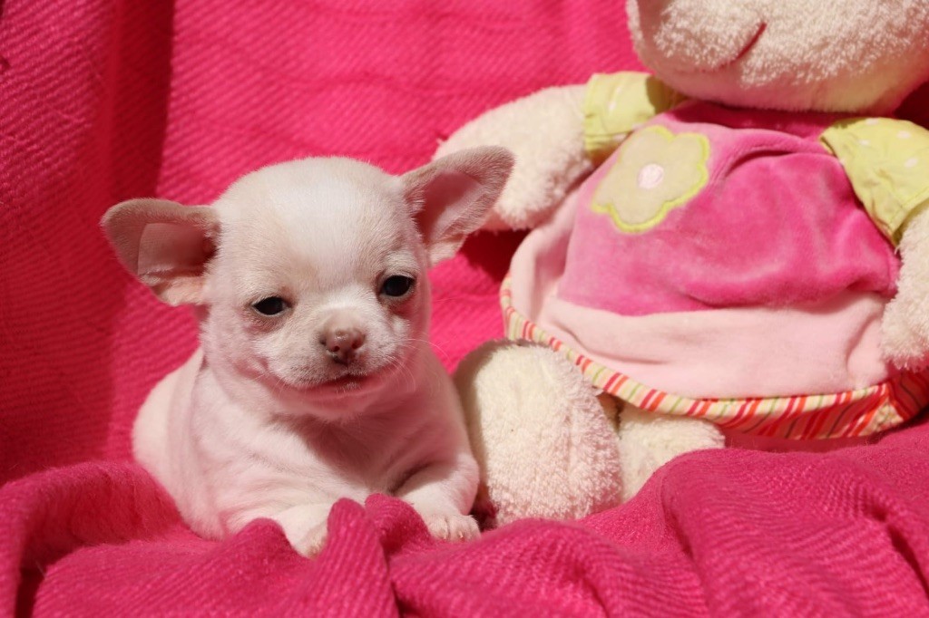 La Daronne De Nice - Chiots disponibles - Chihuahua