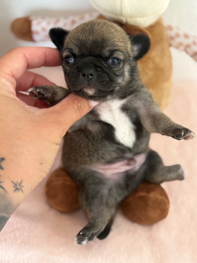 La Daronne De Nice - Chiots disponibles - Chihuahua
