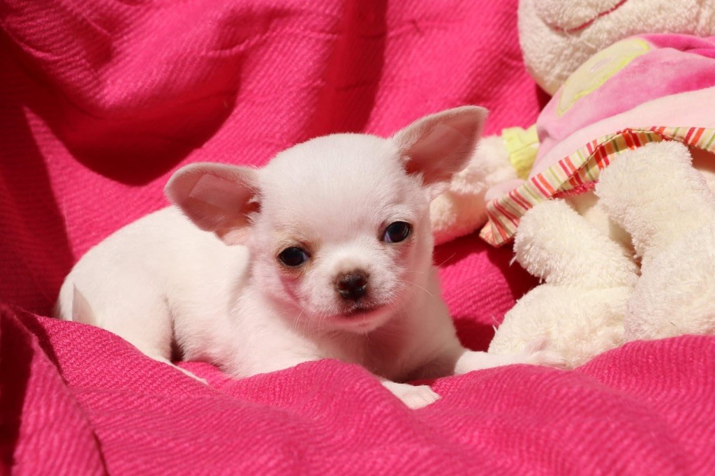 La Daronne De Nice - Chiots disponibles - Chihuahua