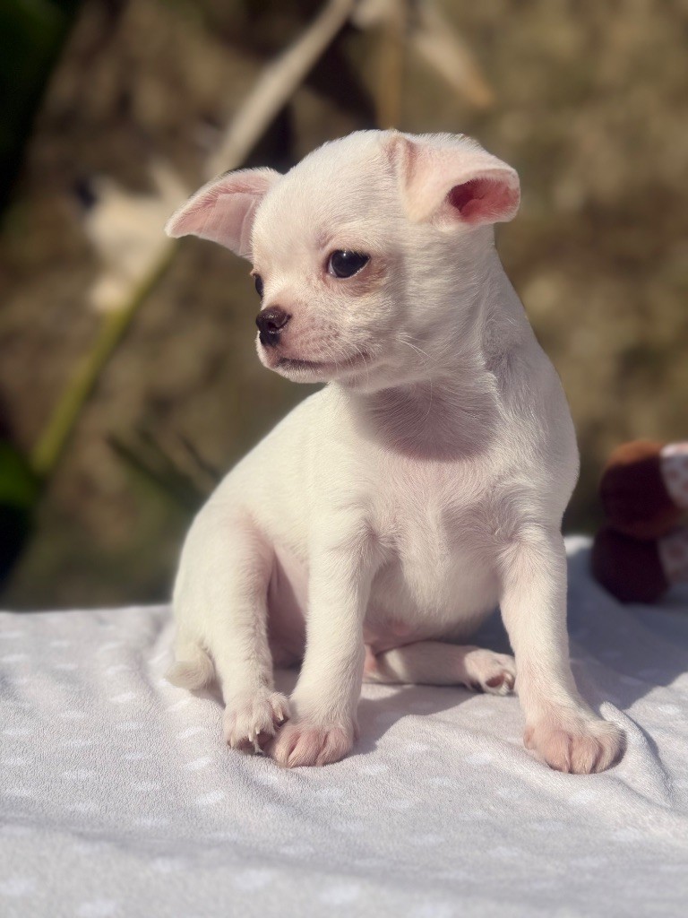 La Daronne De Nice - Chiots disponibles - Chihuahua