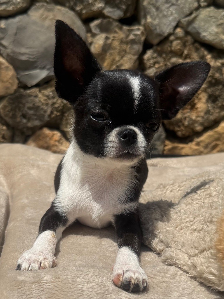 La Daronne De Nice - Chiots disponibles - Chihuahua